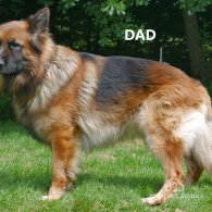 German Shepherd (Alsatian) - Both