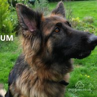 German Shepherd (Alsatian) - Both