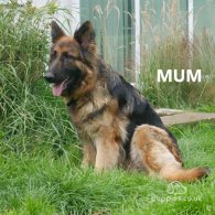 German Shepherd (Alsatian) - Both