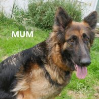 German Shepherd (Alsatian) - Both