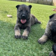 German Shepherd (Alsatian) - Both