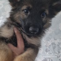 German Shepherd (Alsatian) - Both