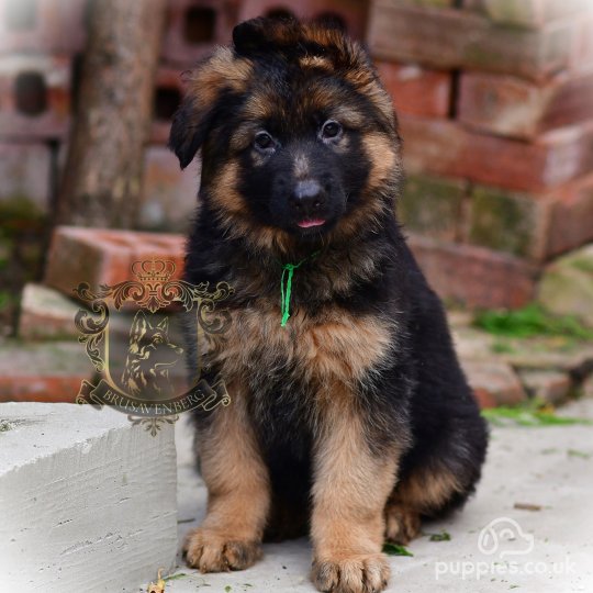 German Shepherd (Alsatian) - Both