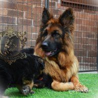 German Shepherd (Alsatian) - Both