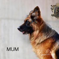 German Shepherd (Alsatian) - Both