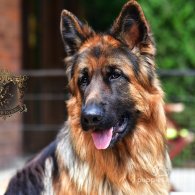 German Shepherd (Alsatian) - Both