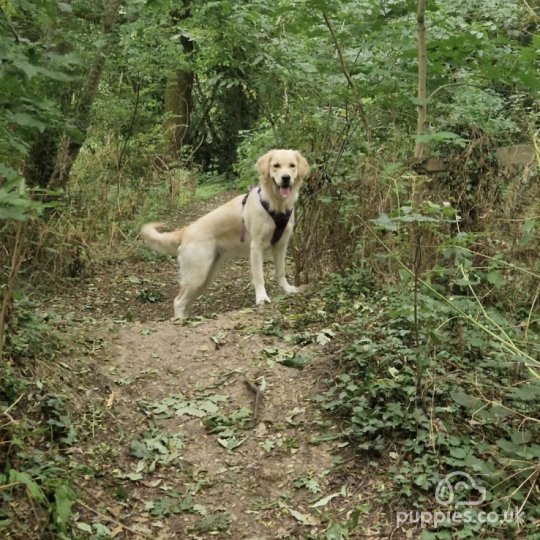 Golden Retriever - Both