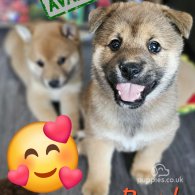 Japanese Shiba Inu - Both