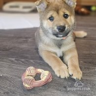 Japanese Shiba Inu - Both