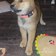 Japanese Shiba Inu - Both