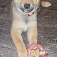 Japanese Shiba Inu - Both