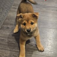 Japanese Shiba Inu - Both