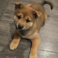 Japanese Shiba Inu - Both