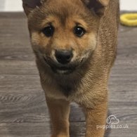 Japanese Shiba Inu - Both