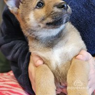 Japanese Shiba Inu - Both