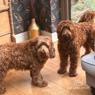 Labradoodle - Dogs