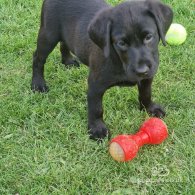 Labrador Retriever - Both