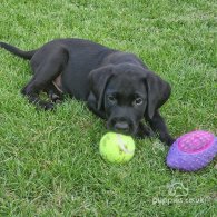 Labrador Retriever - Both