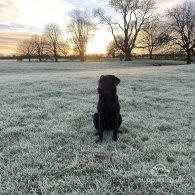 Labrador Retriever - Dogs