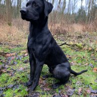 Labrador Retriever - Dogs