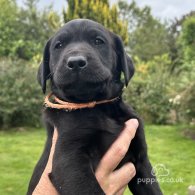 Labrador Retriever - Dogs