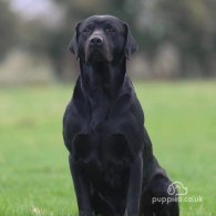 Labrador Retriever - Dogs