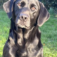 Labrador Retriever - Dogs