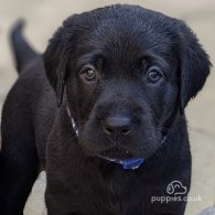 Labrador Retriever - Both