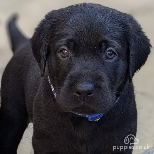 Labrador Retriever - Both