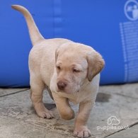 Labrador Retriever - Both