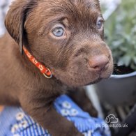 Labrador Retriever - Both