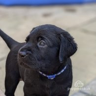 Labrador Retriever - Both