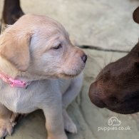 Labrador Retriever - Both