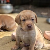 Labrador Retriever - Both