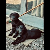 Labrador Retriever - Both