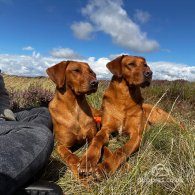 Labrador Retriever - Both