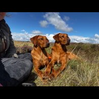 Labrador Retriever - Both