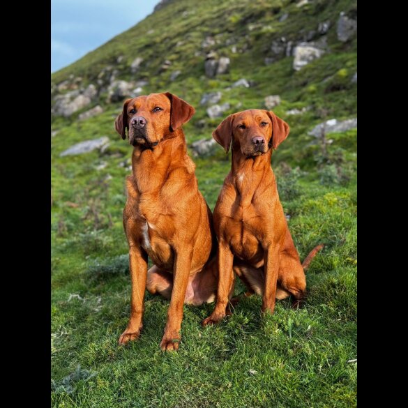 Labrador Retriever - Both