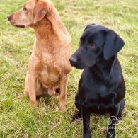 Labrador Retriever - Both