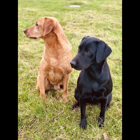 Labrador Retriever - Both