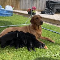 Labrador Retriever - Both