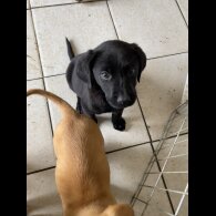 Labrador Retriever - Both