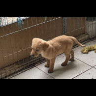 Labrador Retriever - Both