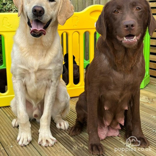 Labrador Retriever - Both