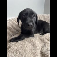 Labrador Retriever - Both