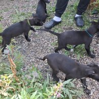 Lurcher - Dogs