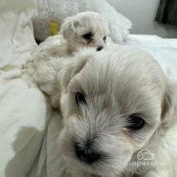 Maltese - Dogs