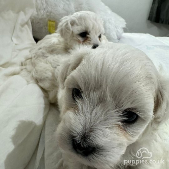 Maltese - Dogs