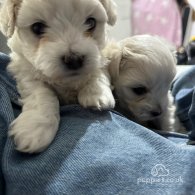 Maltese - Dogs