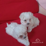 Maltese - Dogs